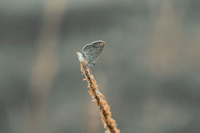 Close-up of butterfly on plant