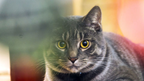 Close-up portrait of cat