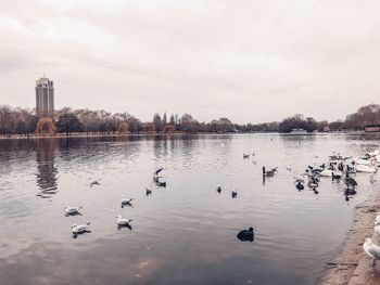 Birds swimming in lake against sky