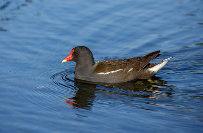 Close-up duck swimming in lake