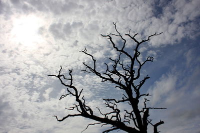 Low angle view of bare tree against sky