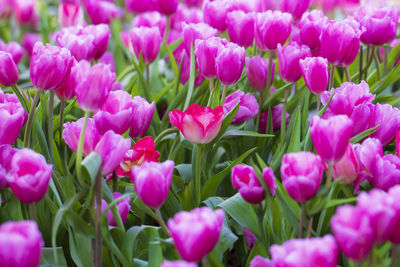 Close-up of pink tulips