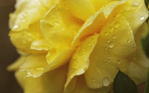 Close-up of wet rose
