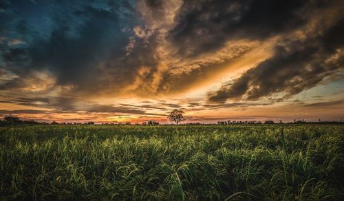 Scenic view of agricultural field against sky during sunset