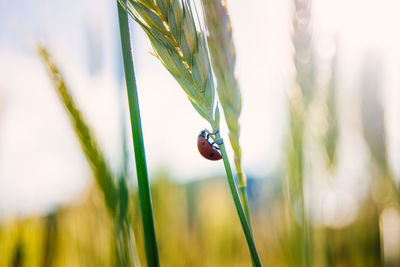 Close-up of ladybug on wheat eat