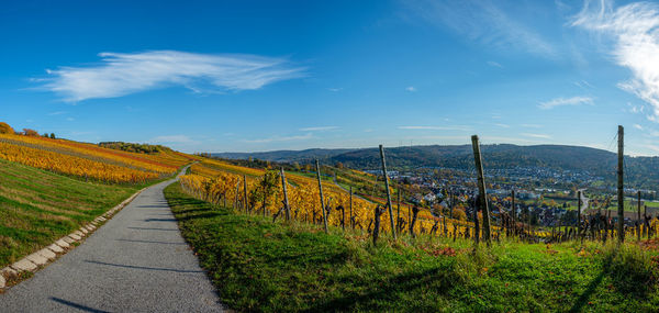 Germany vineyard panoramic landscape in autumn colours