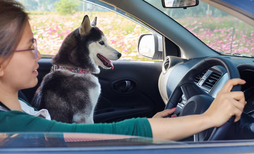 Midsection of a dog sitting in car