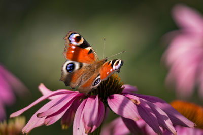 Close-up of butterfly pollinating on flower