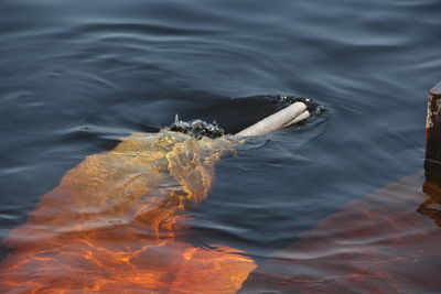 High angle view of turtle in sea