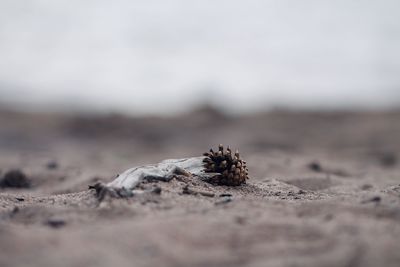 Close-up of insect on sand at beach