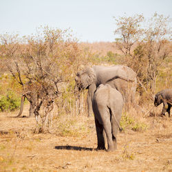 Elephant in a field