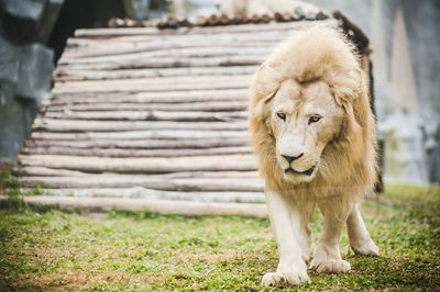 Lion at zoo