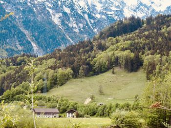 Scenic view of pine trees on landscape