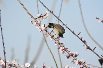 Low angle view of bird perching on cherry tree