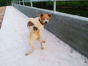 High angle view of dog standing on railing