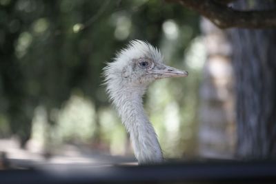 Close-up of a bird looking away