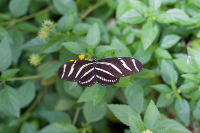 Close-up of butterfly on plant