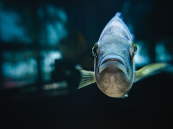 Fish swimming in museum