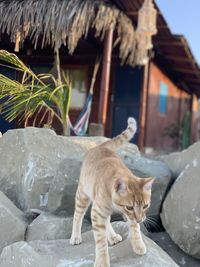 Cat lying on roof of building