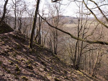 Bare trees in forest