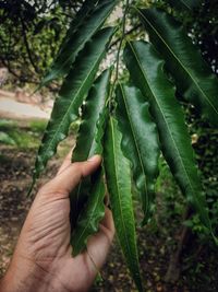 Close-up of hand holding plant