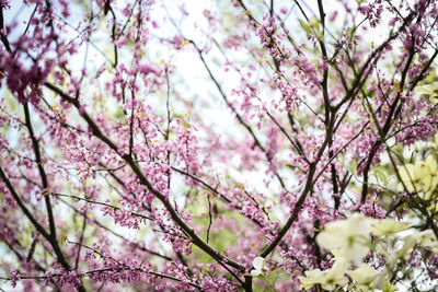 Low angle view of cherry blossom tree