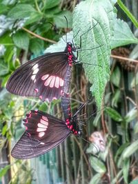 Close-up of butterfly on leaf