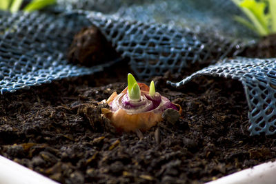 High angle view of crab on plant