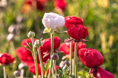 Close-up of red poppy flowers