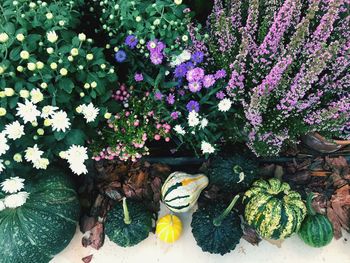 High angle view of flowering plants in pot