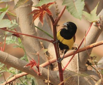 Bird perching on tree