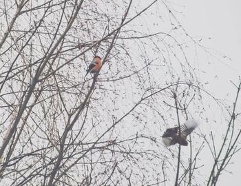 Low angle view of bird perching on bare tree