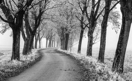 View of empty road along trees