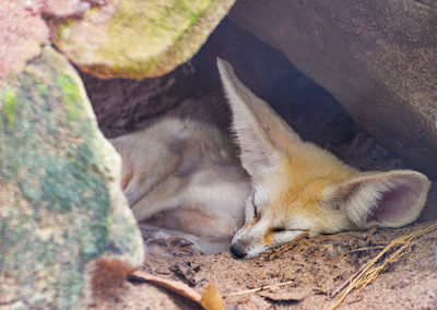 Close-up of fennec fox sleeping on land