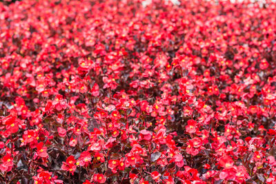 Full frame shot of pink flowers