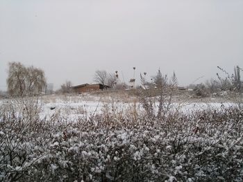 Plants growing on field against sky during winter