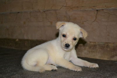 Portrait of puppy sitting against wall