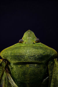 Close-up of green lizard against black background