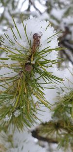 Close-up of pine tree in snow