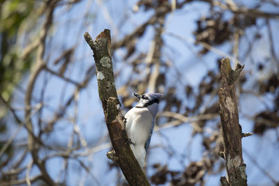 Low angle view of bird perching on branch