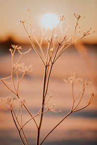 Close-up of dry plants against sky during sunset