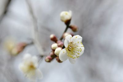 Close-up of white cherry blossom