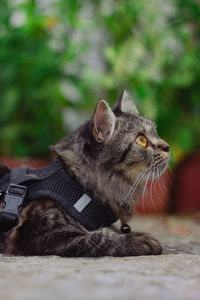 Close-up of a cat looking away