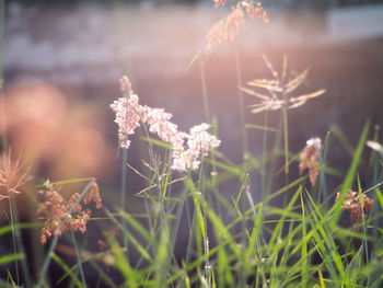 Close-up of flowering plant on field during winter