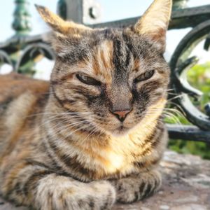 Close-up portrait of a cat