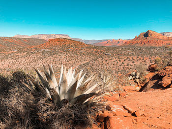 Desert plant life