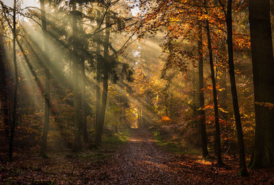 Beech wood in autumn light