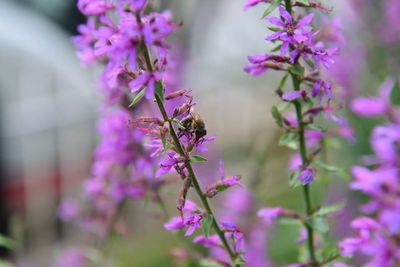 Close-up of purple flowers