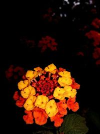 Close-up of yellow flowers