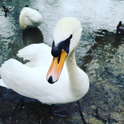 Close-up of swan swimming in lake